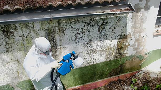 Trusted Mold Remediation service in Hampton, TN - Cheap Mold Removal